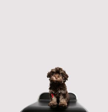 Timmy